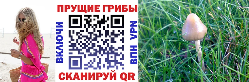 Псилоцибиновые грибы прущие грибы  hydra вход  Красный Холм  как найти  